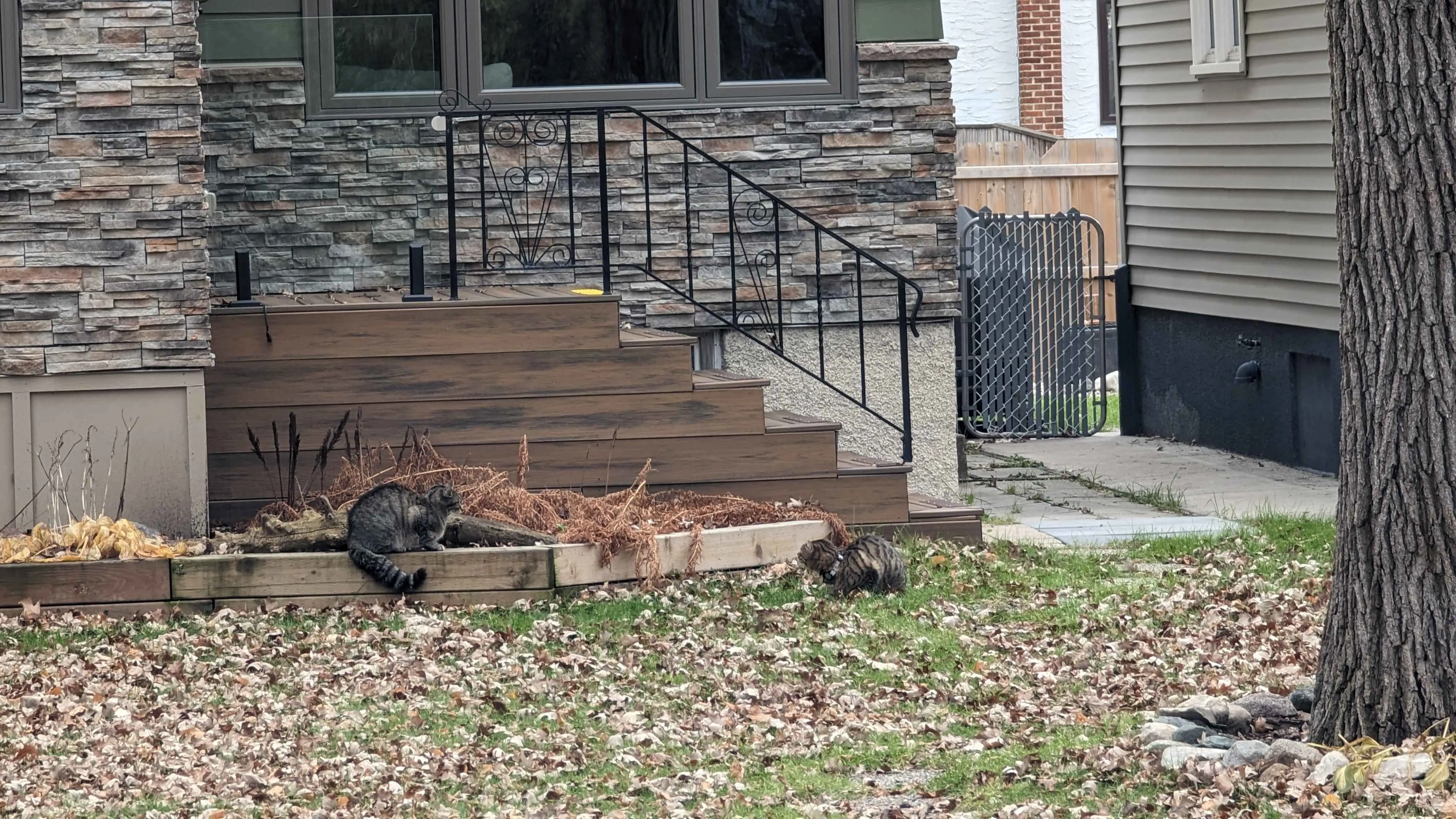 Cute Cat's meowing at each other
